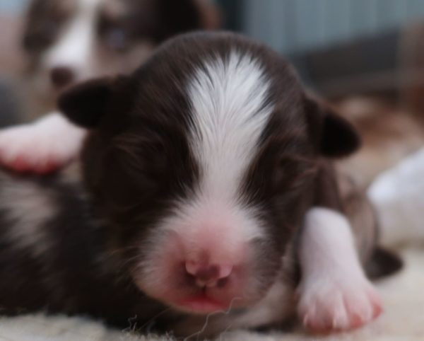 Mini aussie for sale ohio