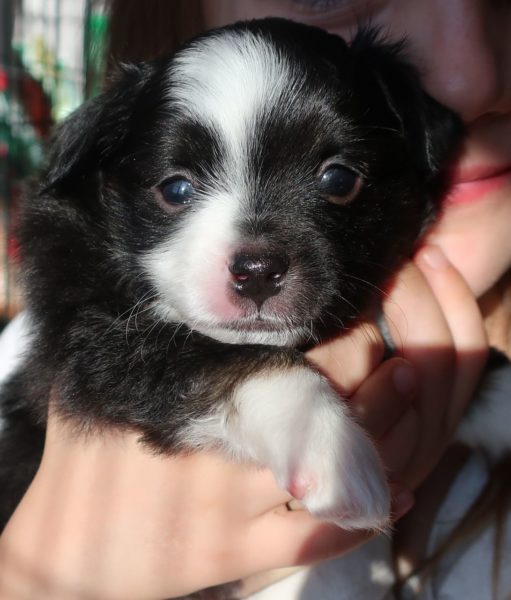 mini australian shepherd ohio