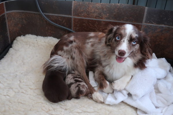 Toy Australian Shepherd Bella Archives - RL Valley Ranch Aussies