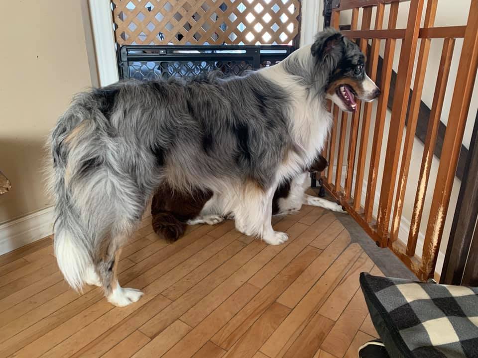 Toy aussie with tail sale