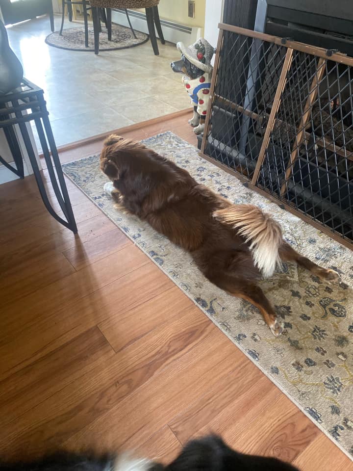 mini aussie with tail