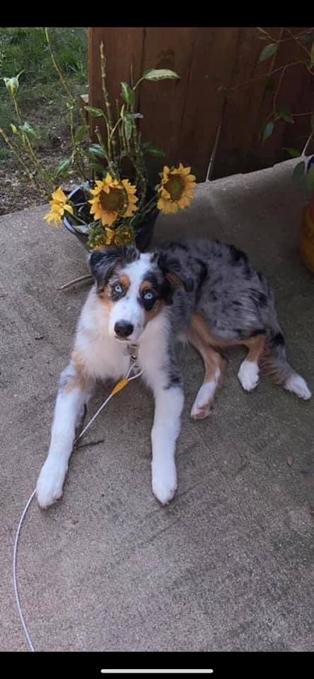 miniature australian shepherd with tail