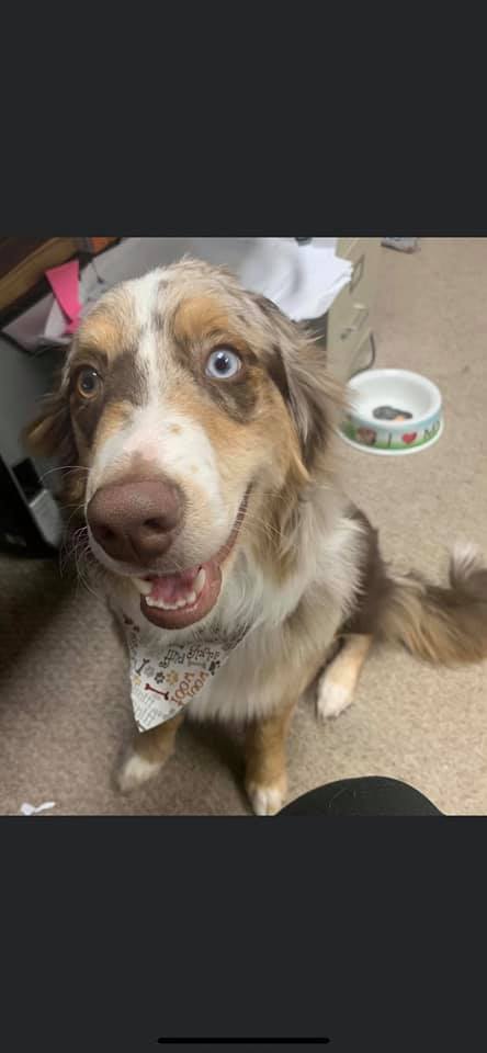 miniature australian shepherd with tail