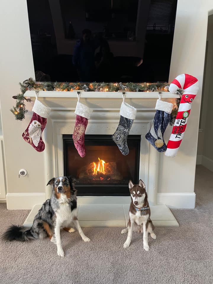 miniature australian shepherd with tail