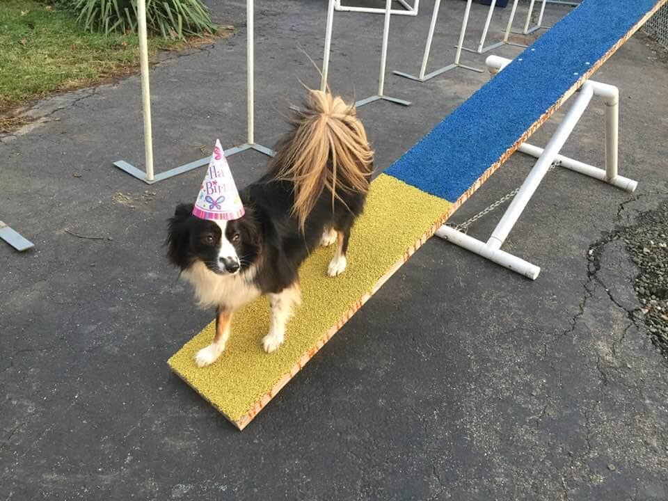 toy australian shepherd with tail