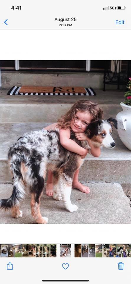 toy australian shepherd with tail