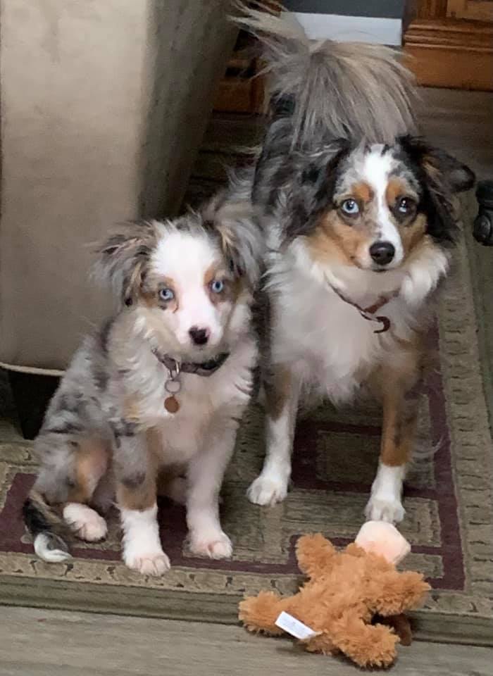 toy australian shepherd with tail