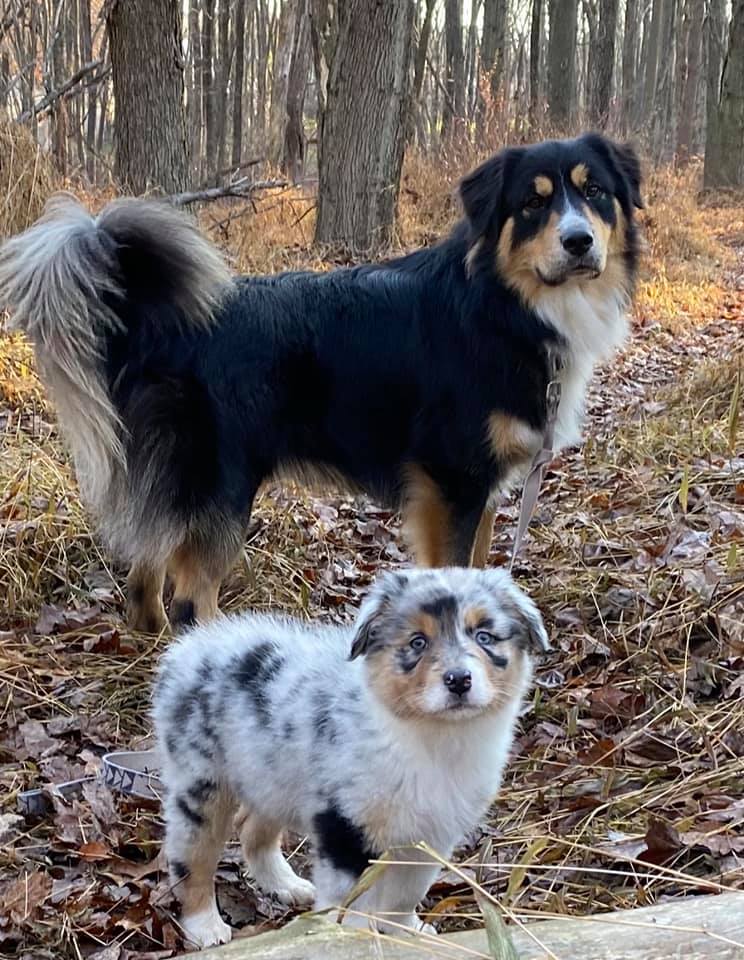 mini aussie with tail