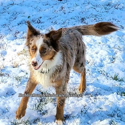 mini aussie with tail