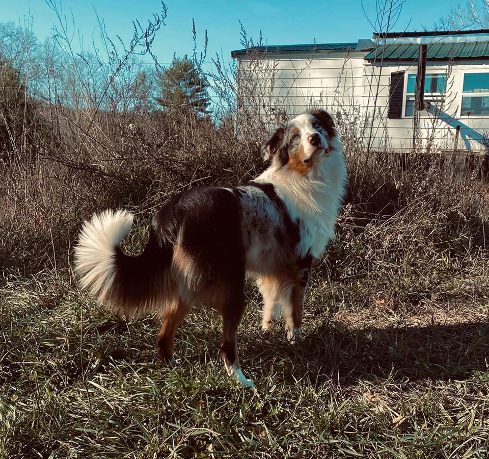 miniature australian shepherd with tail