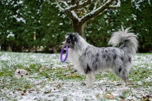 mini aussie with tail