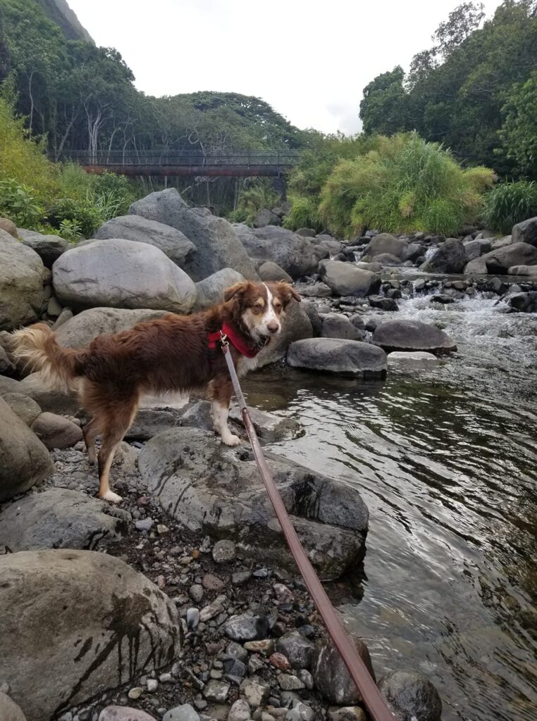 mini aussie with tail