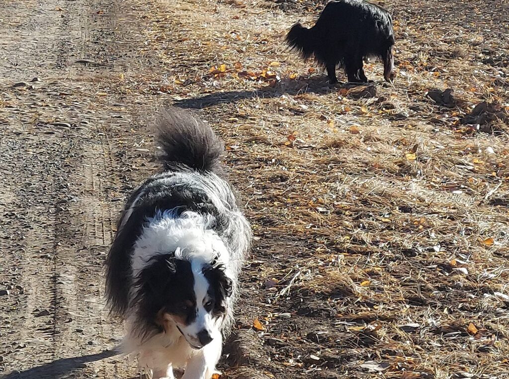 mini aussie with tail