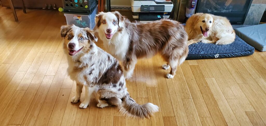 mini aussie with tail