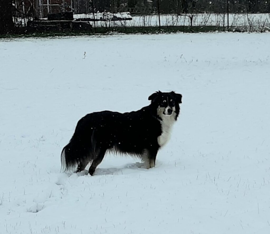 mini aussie with tail