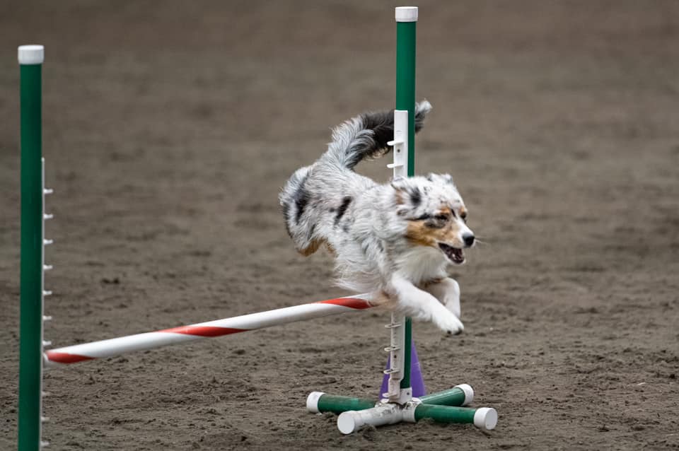 toy australian shepherd with tail