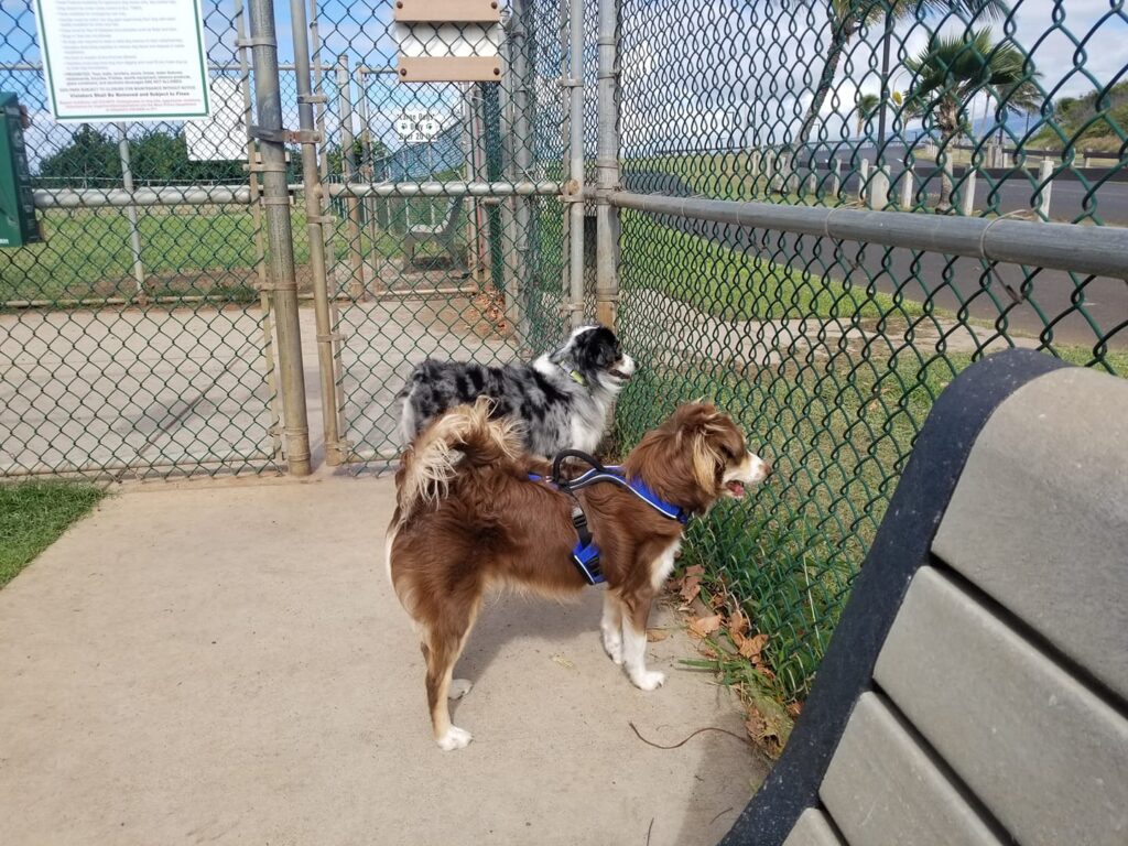 mini aussie with tail