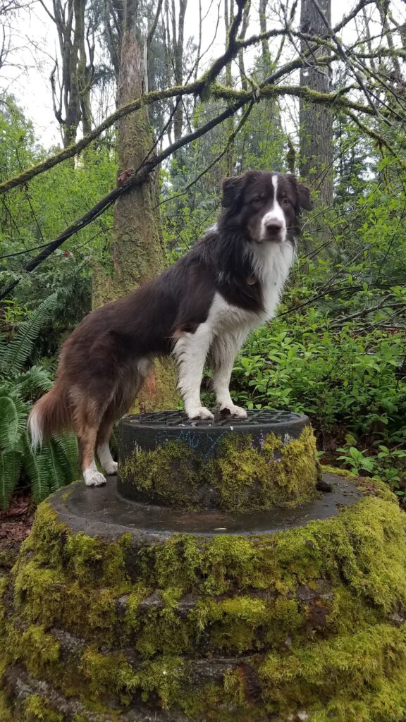 mini aussie with tail