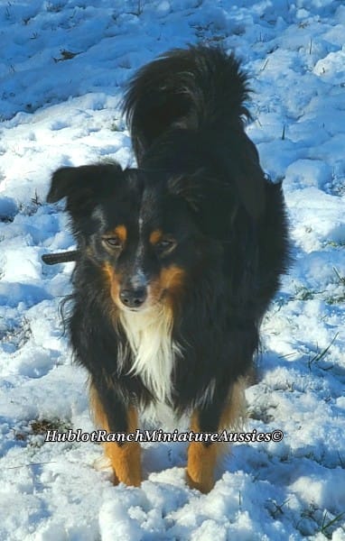 mini aussie with tail