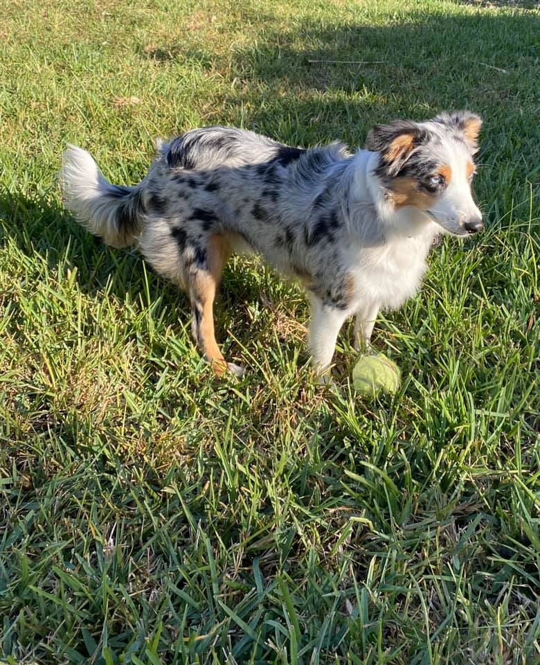 toy australian shepherd with tail