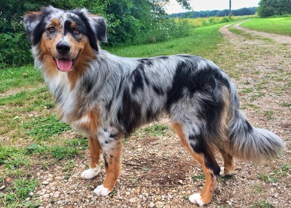 Mini & Toy Aussies with TAILS!! - RL Valley Ranch Aussies