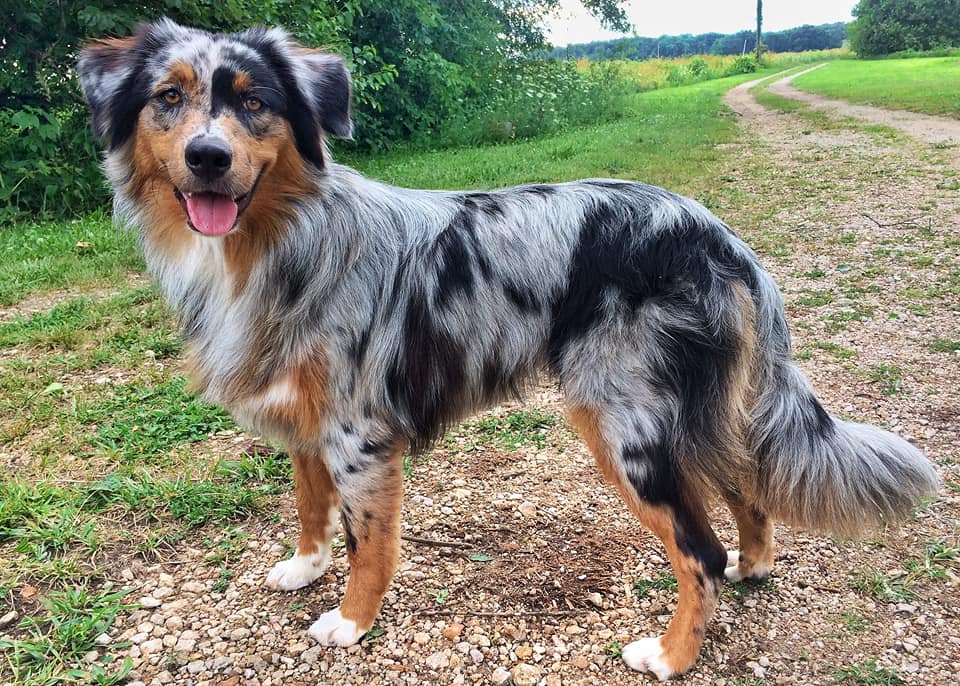 mini aussie with tail