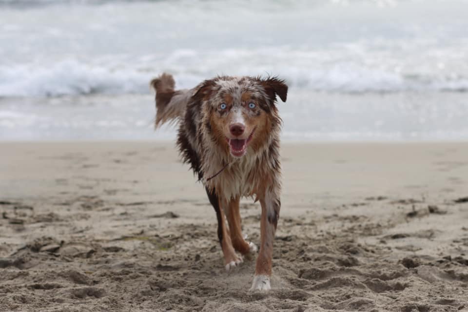 mini aussie with tail