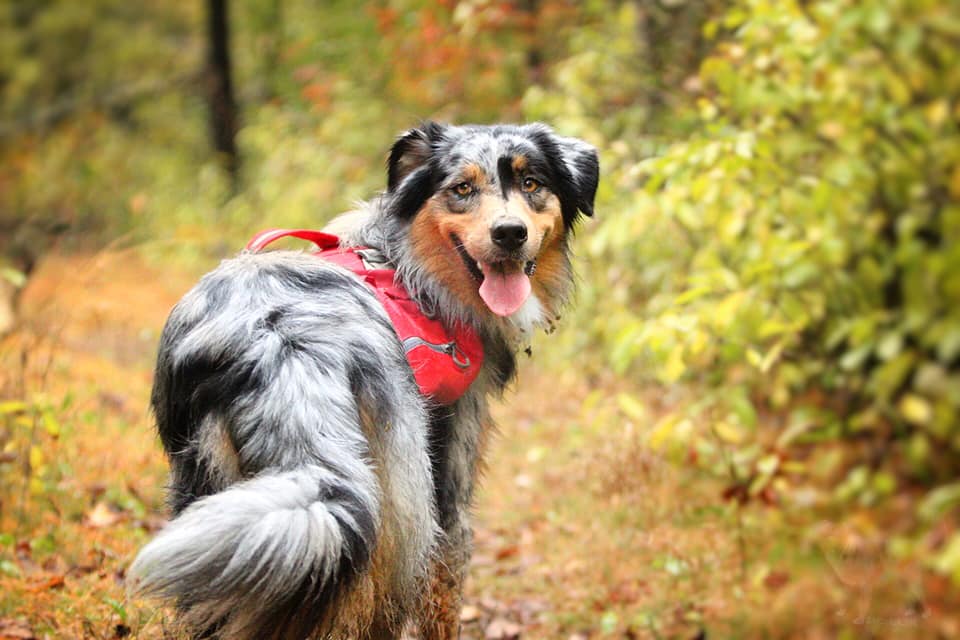 mini aussie with tail