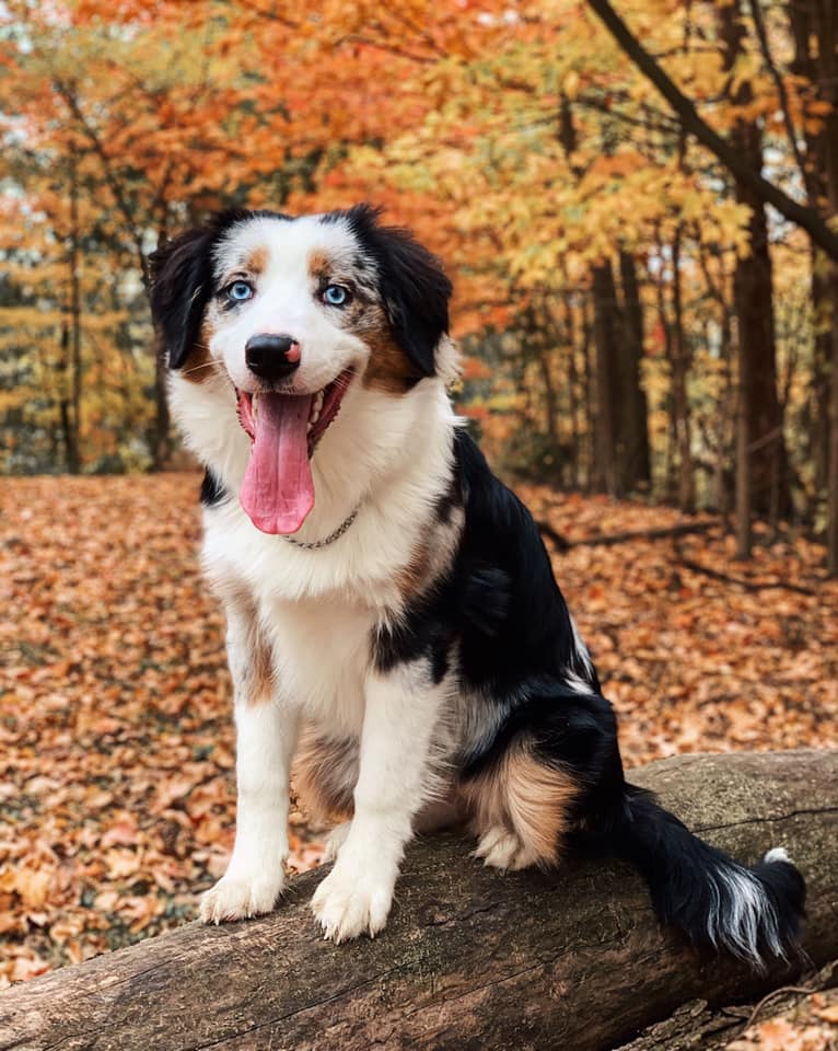 miniature aussie with tail