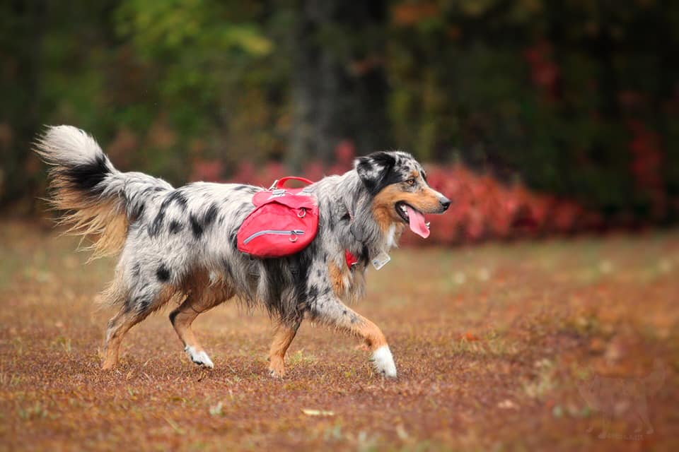 mini aussie with tail