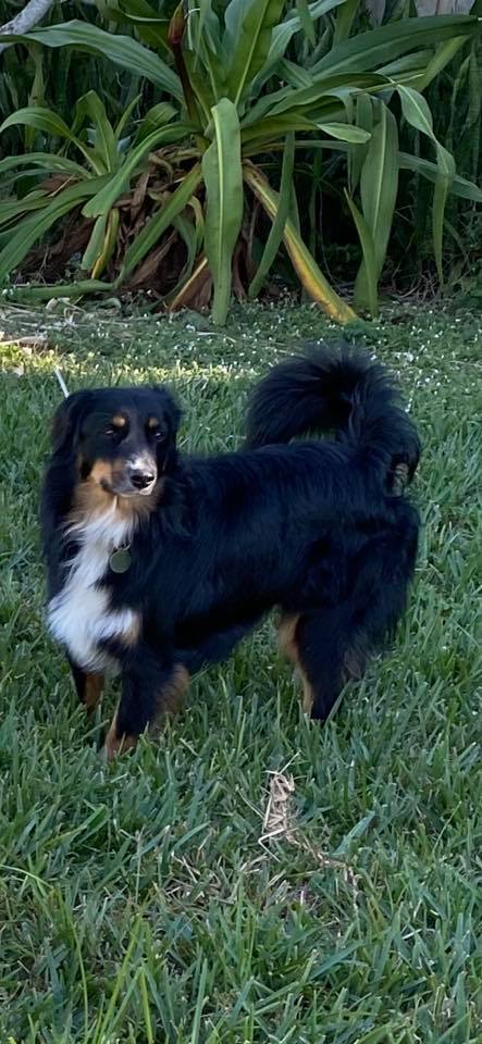 mini aussie with tail