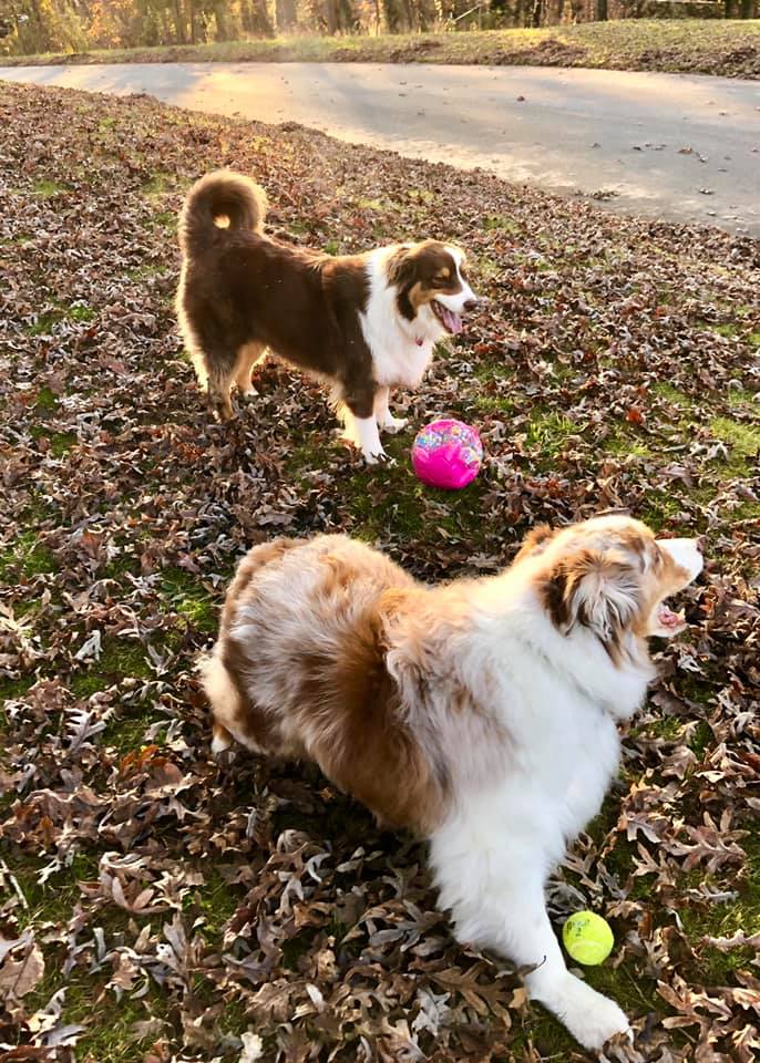 mini aussie with tail