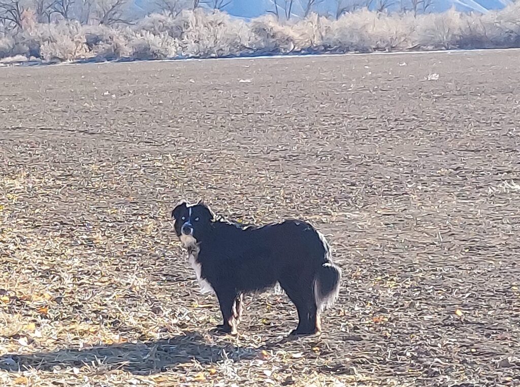 mini aussie with tail