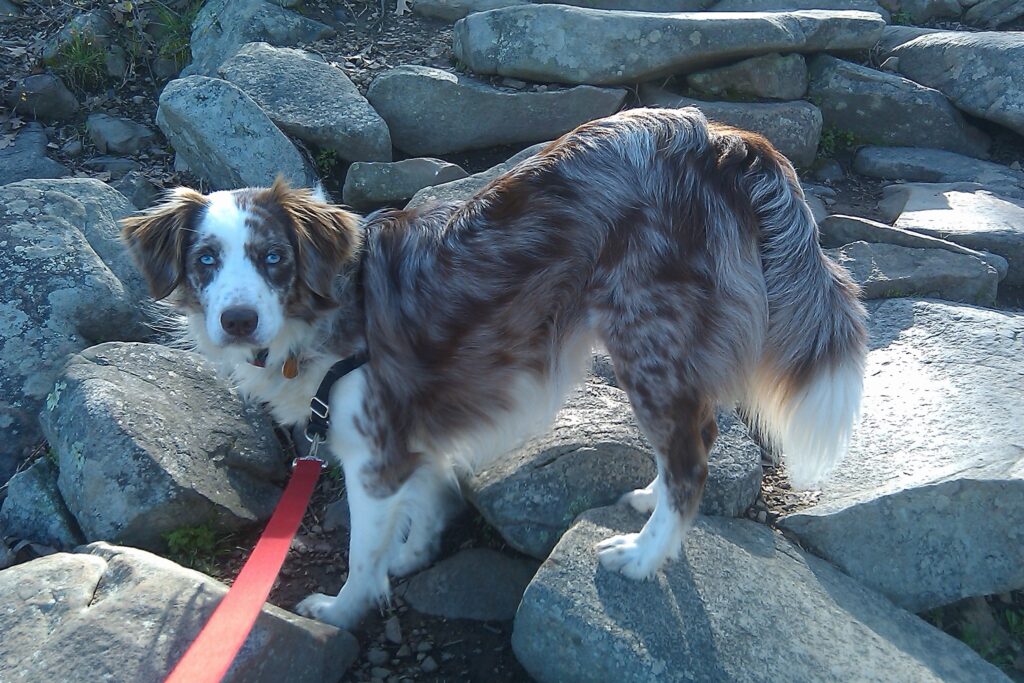 toy australian shepherd with tail