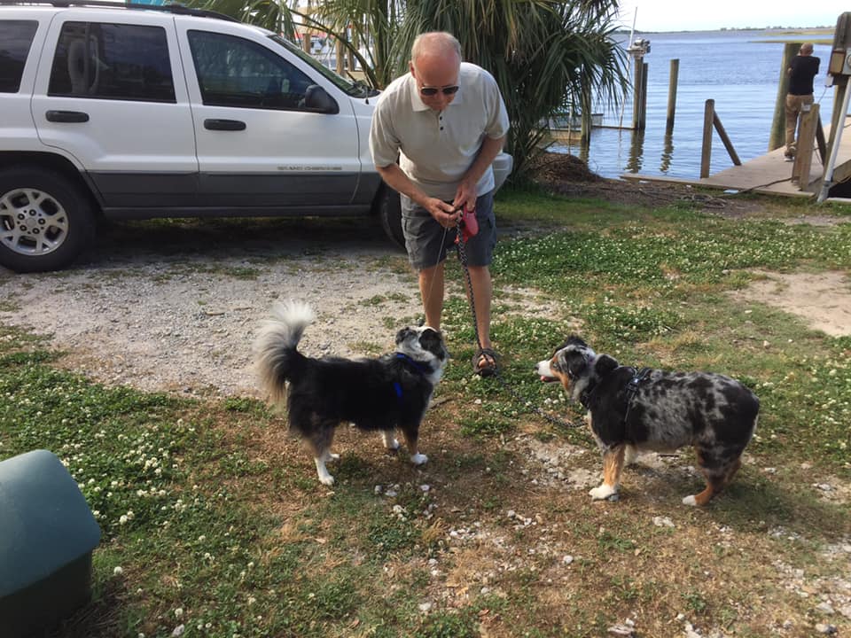 toy australian shepherd with tail