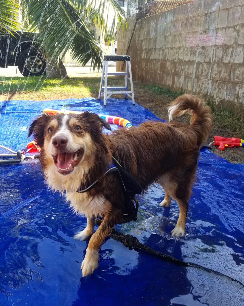 mini aussie with tail