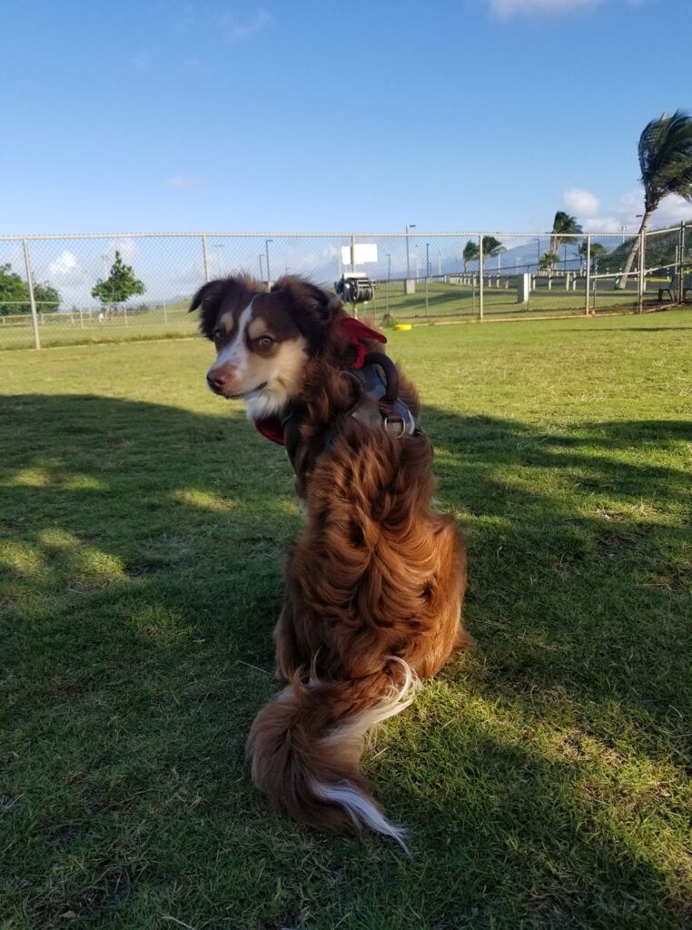 mini aussie with tail