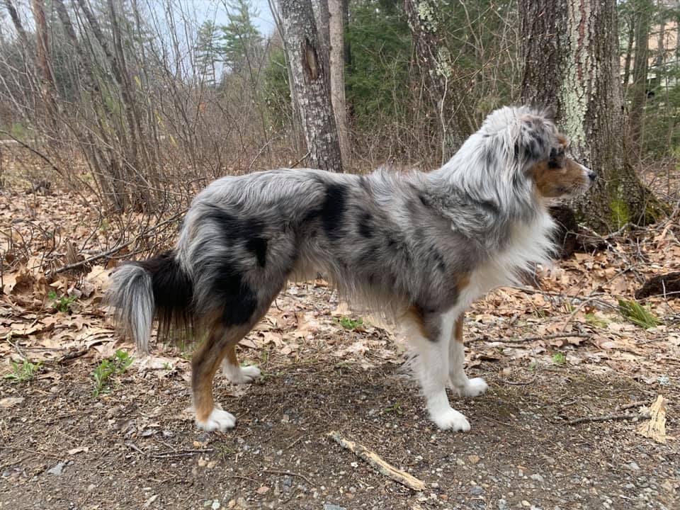 Blue merle australian outlet shepherd with tail