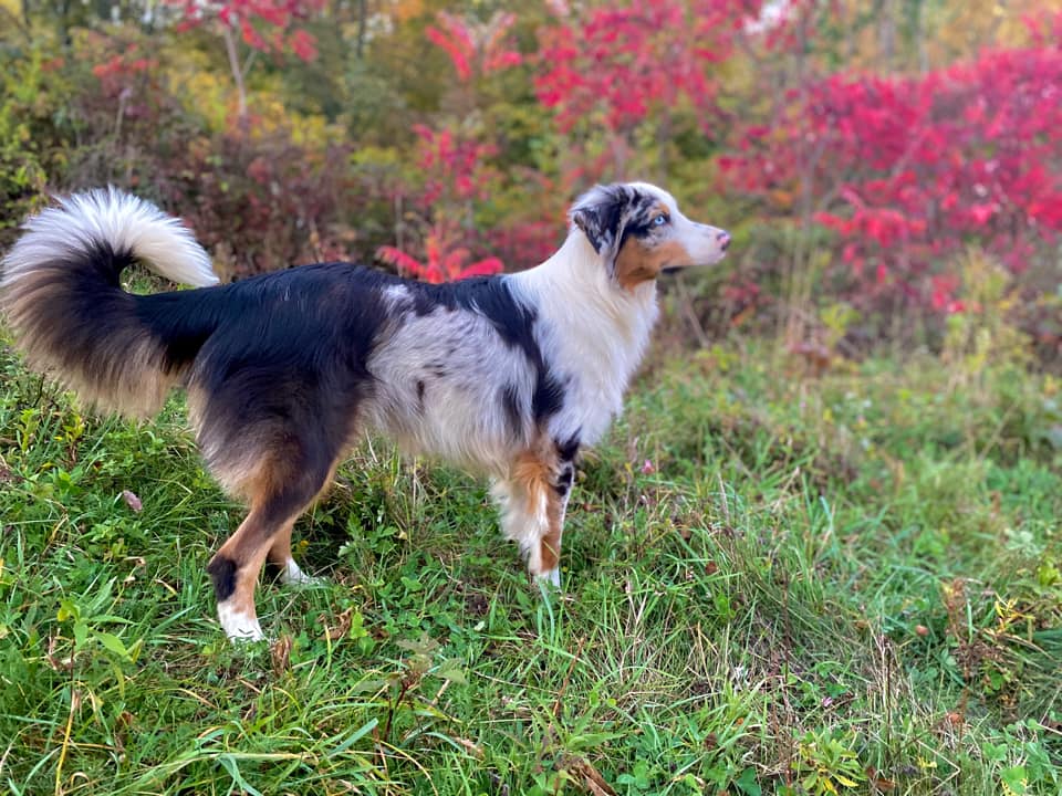 miniature australian shepherd with tail 
