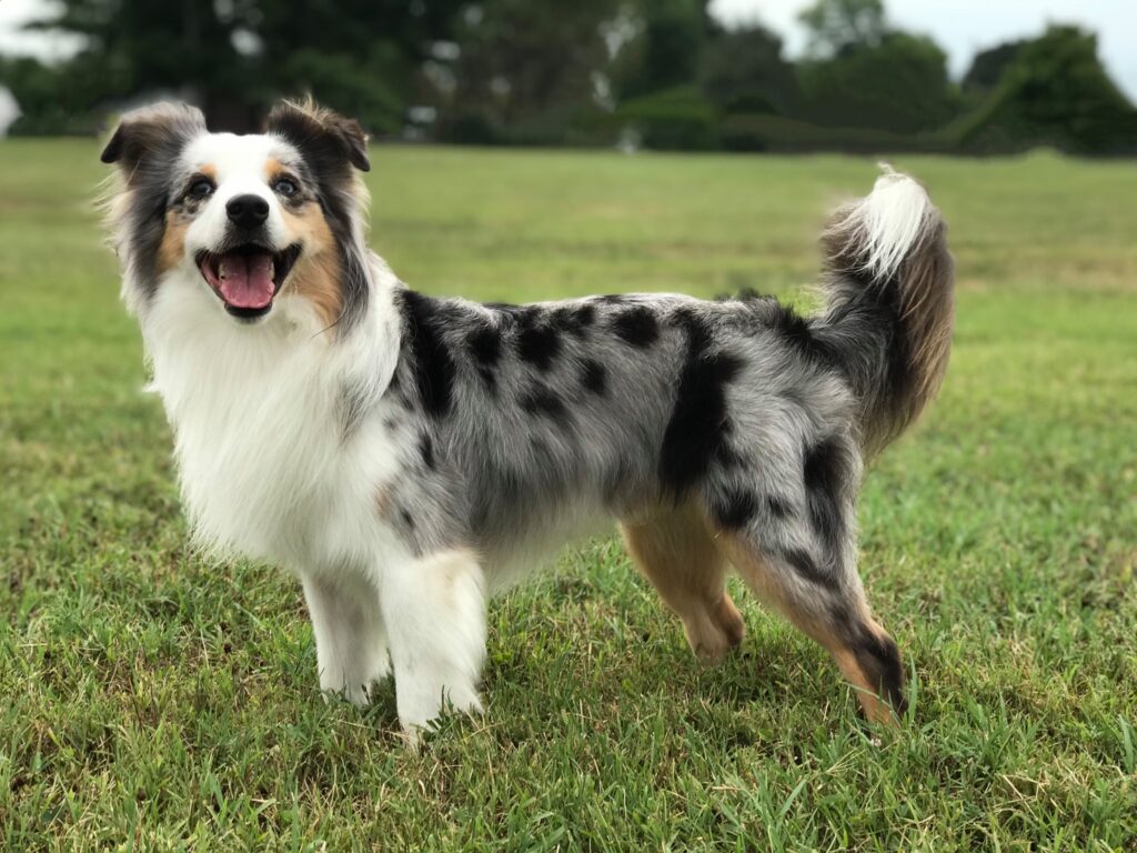 Mini australian sale shepherd tail docking