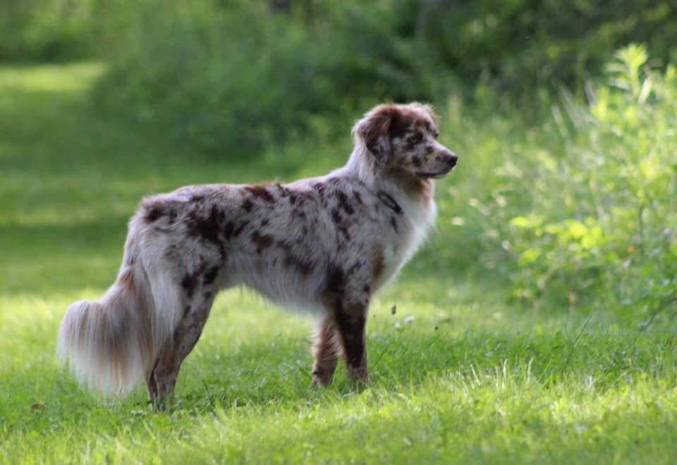 Red merle hot sale aussie with tail