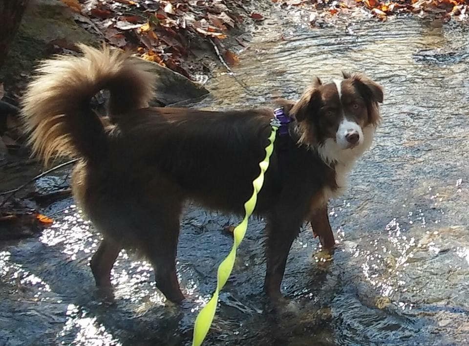 mini aussie with tail