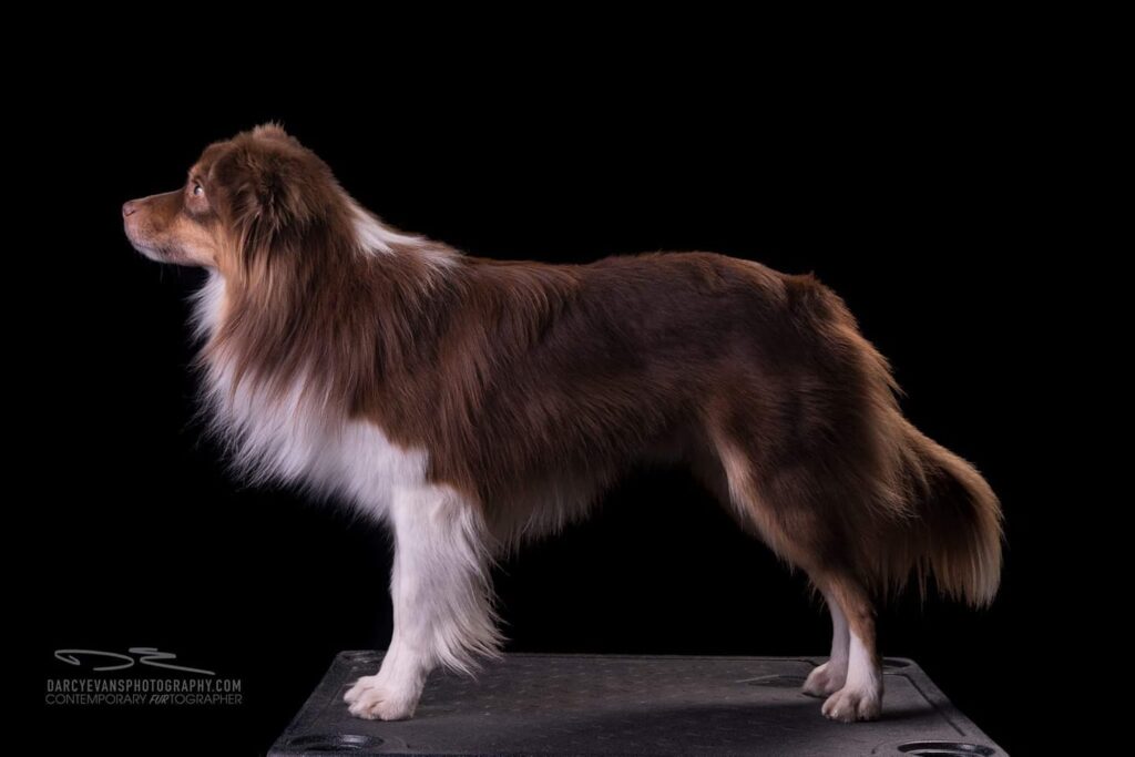 mini aussie with tail