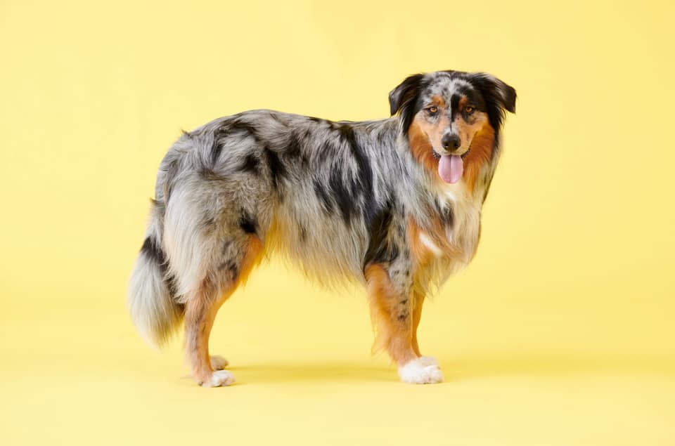 Toy australian shepherd outlet with tail