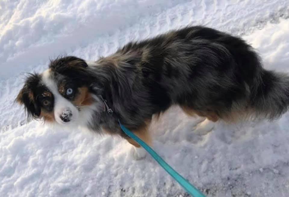 toy australian shepherd with tail