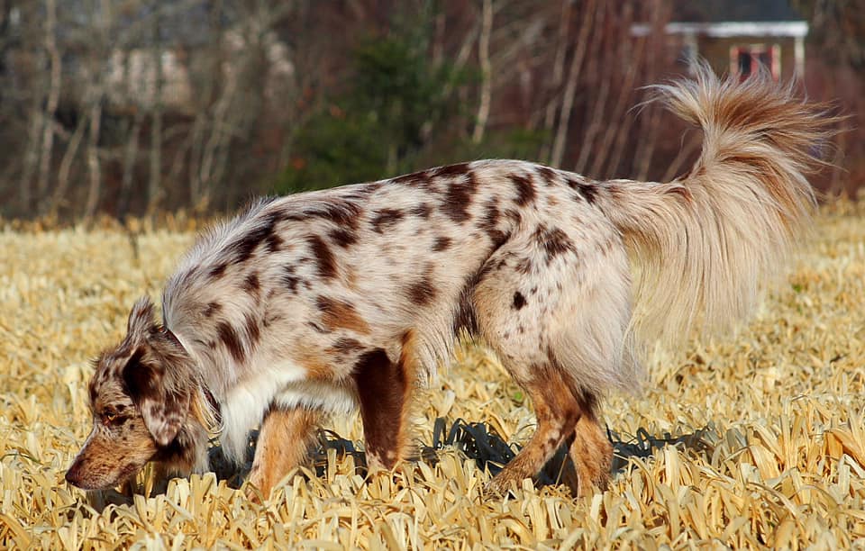 mini aussie with tail