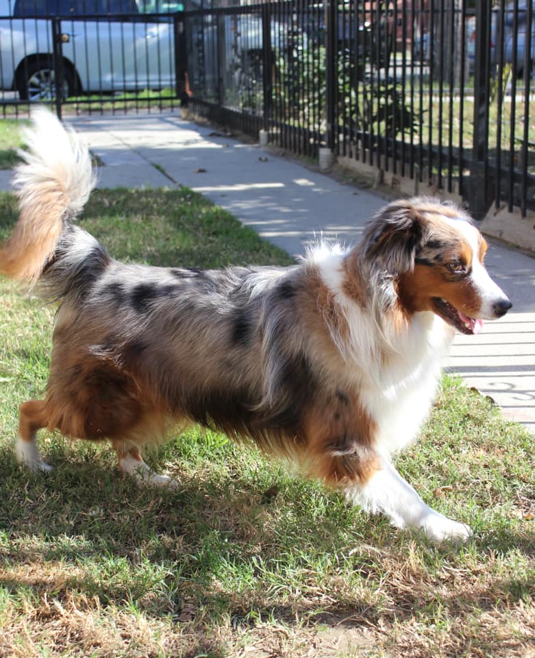 Miniature australian shop shepherd with tail