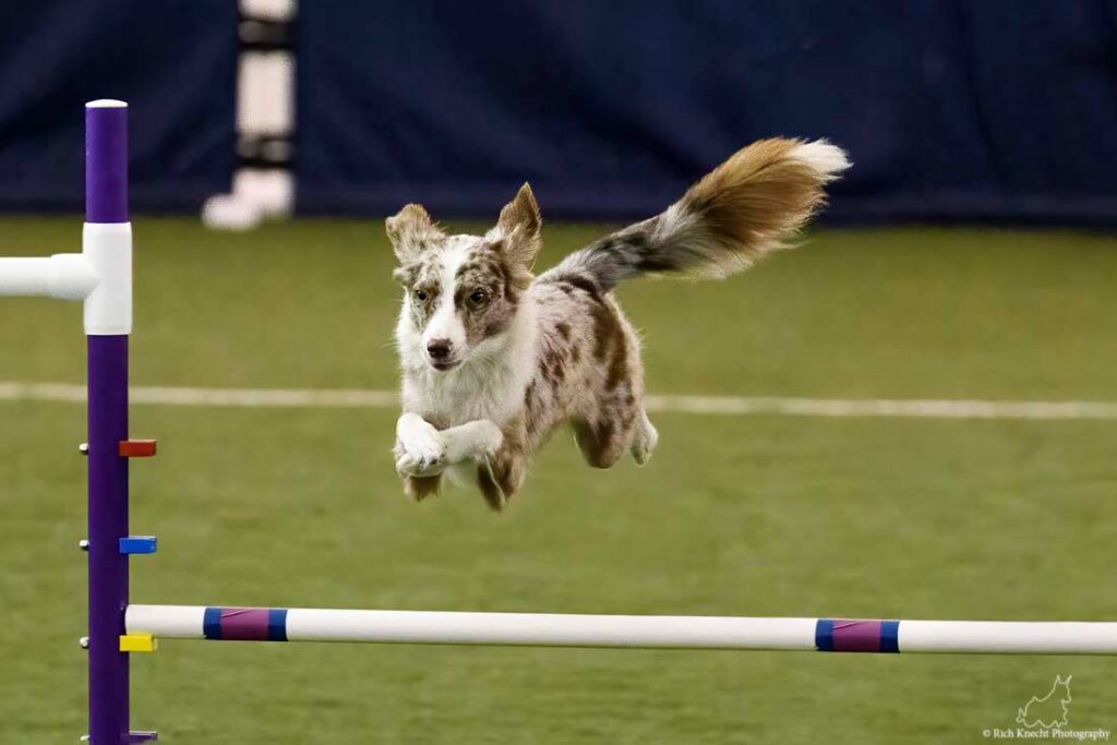 mini aussie with tail