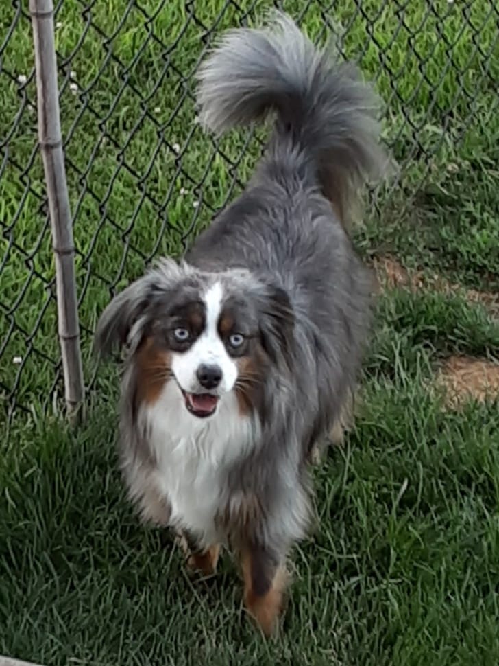 toy australian shepherd with tail