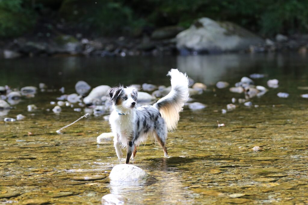 toy australian shepherd with tail